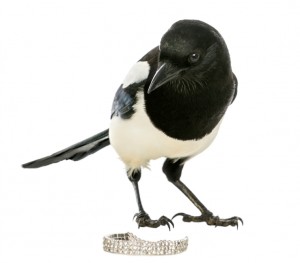 Curious Common Magpie looking at the camera with jewellery, Pica pica, isolated on white